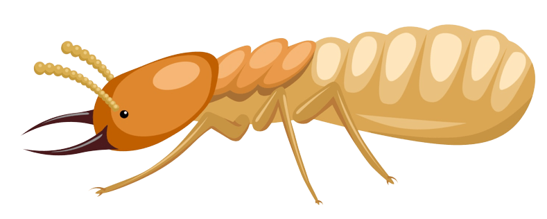 Termites Img