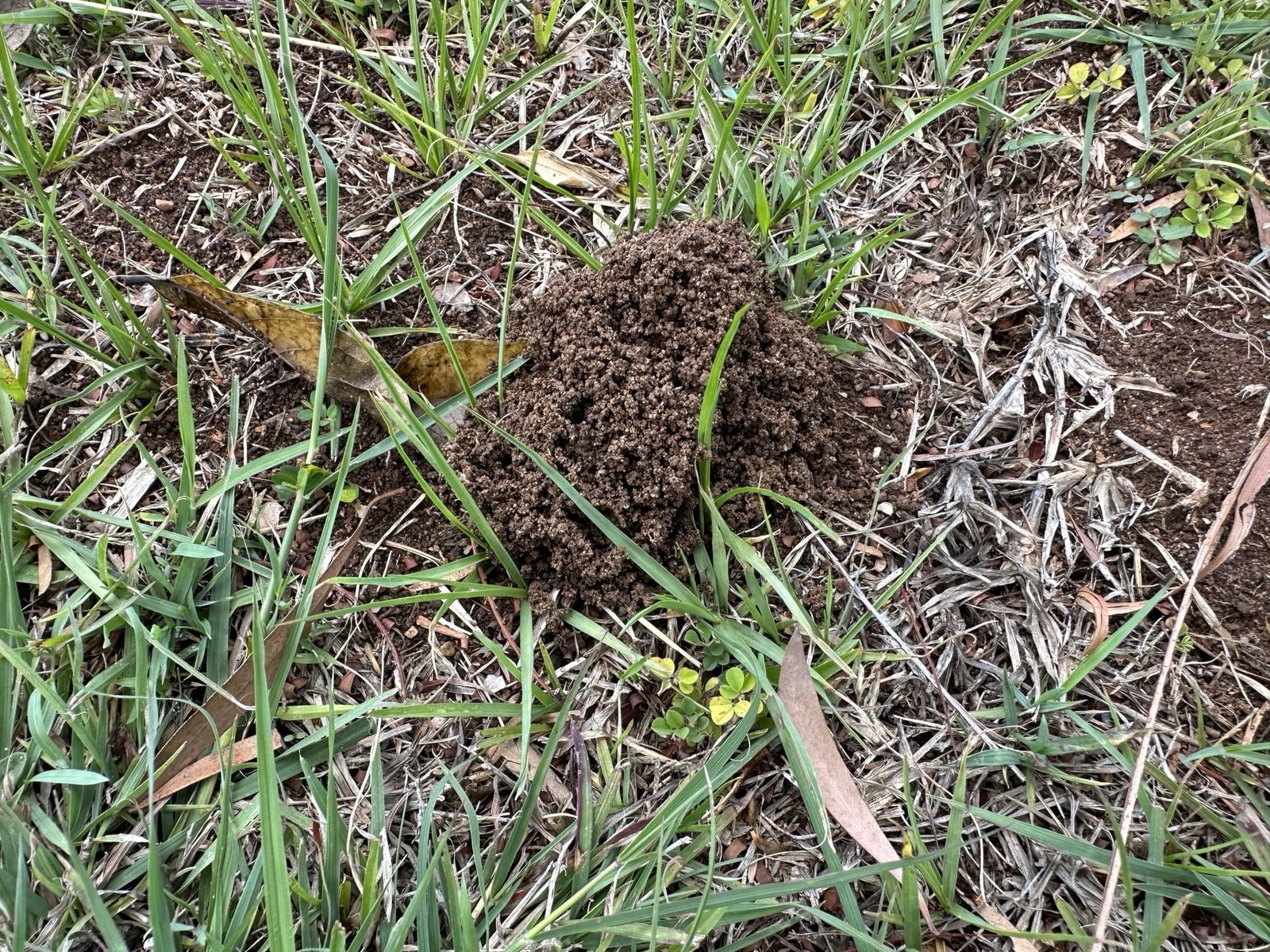 Funnel ant treatment in progress on a Tweed Heads property, showing targeted bait application by a TSD Pest Control technician.