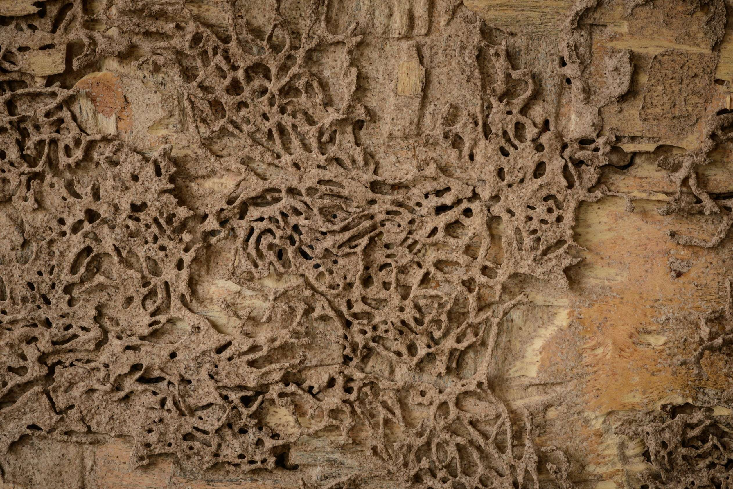 White termites nesting on a wooden wall, showing why termite activity is so common in Banora Point and Tweed Heads