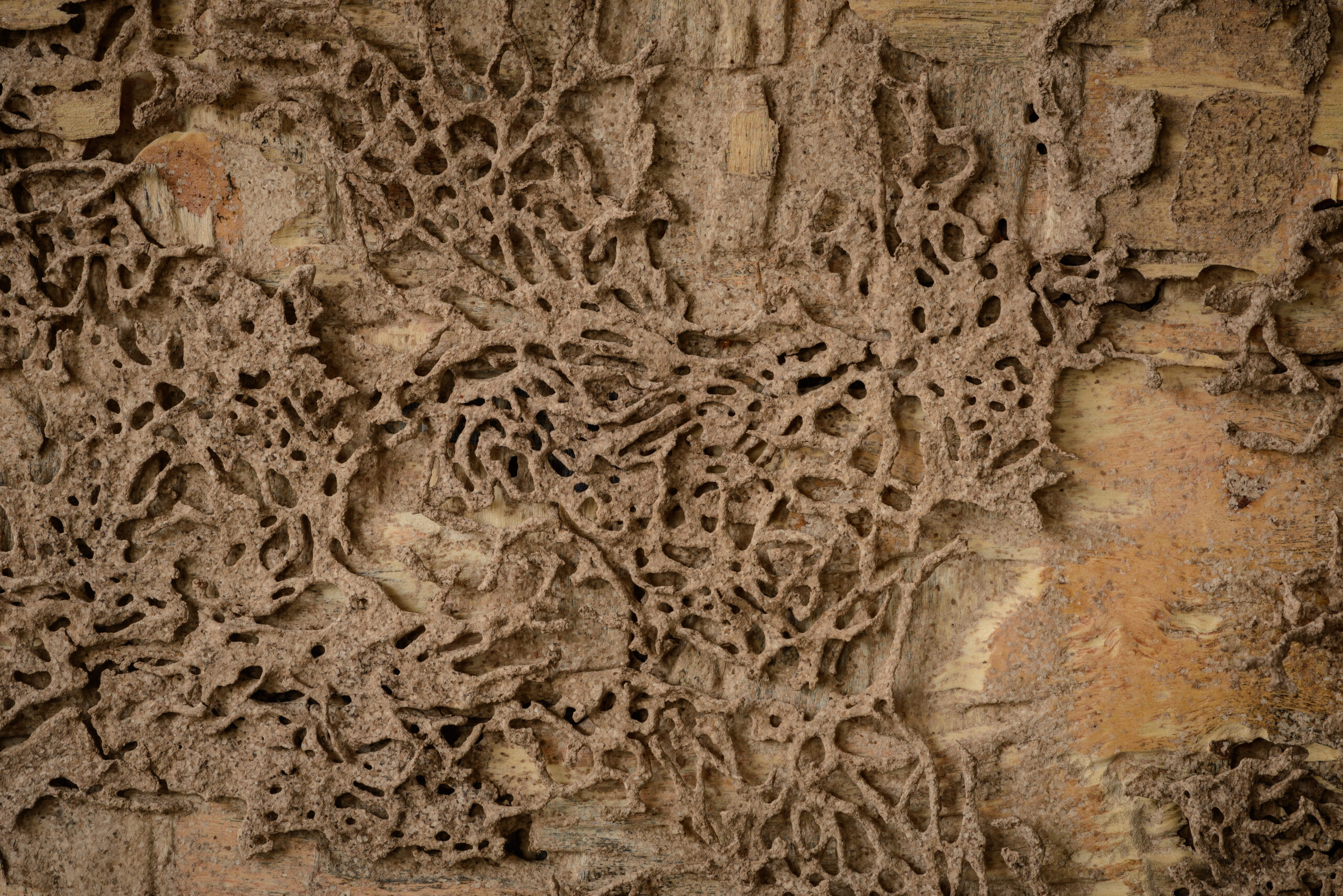 closeup background and texture of nest termite at wooden wall