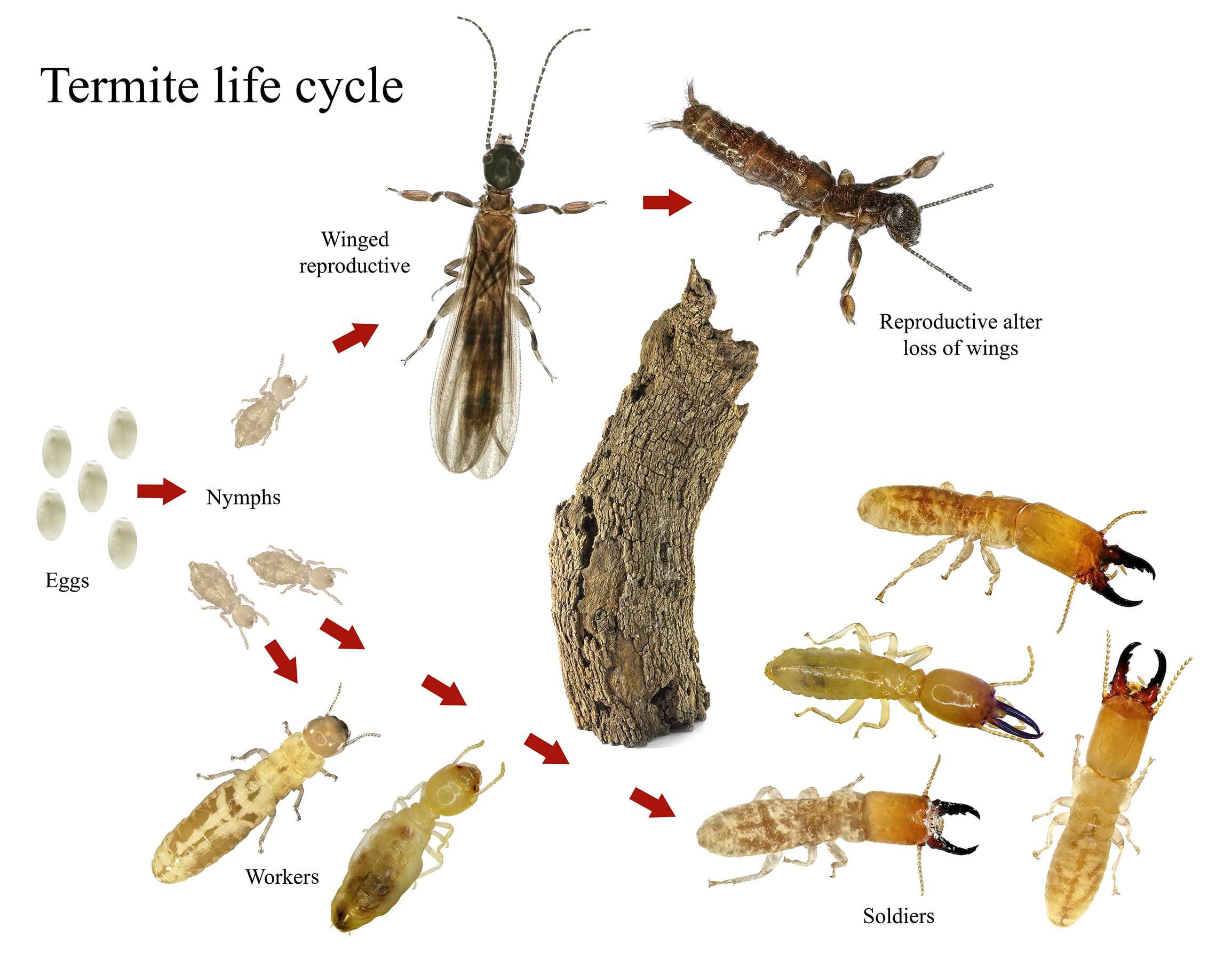 Termites, Microcerotermes palestinensis (Blattodea: Termitidae). Life cycle. Isolated on a white background