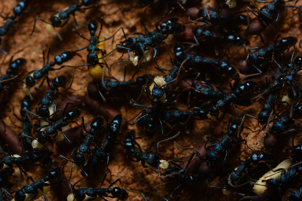 Close-up of black ants crawling on a brown surface.