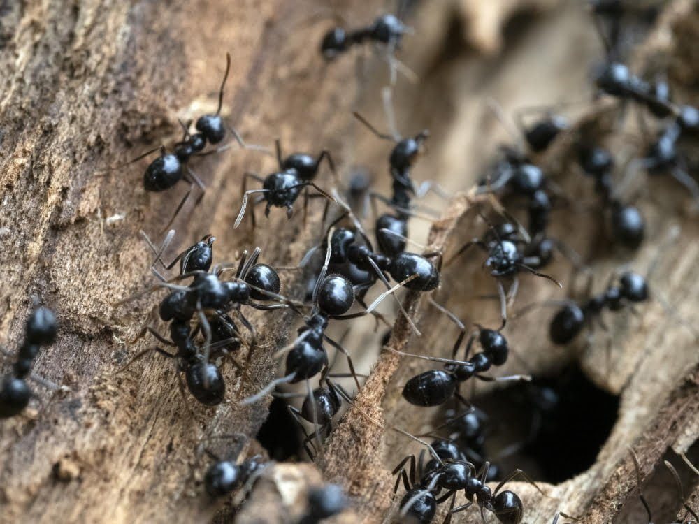Black Ants
