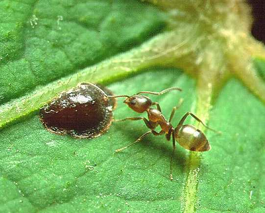 Argentine ant tending a scale insect on a leaf, an invasive species found in Banora Point NSW