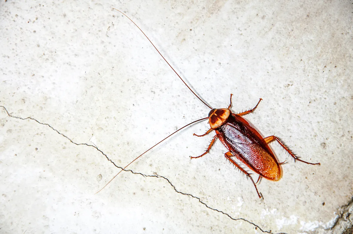 A close-up of a cockroach, often a target in pest control services to eliminate infestations.