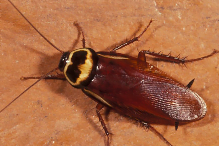 Commercial cockroach removal Services