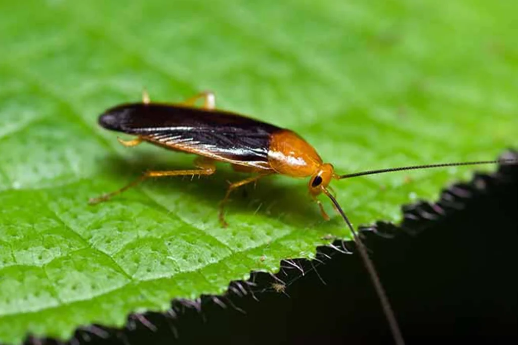 How Much Does Pest Control Cost for Roaches