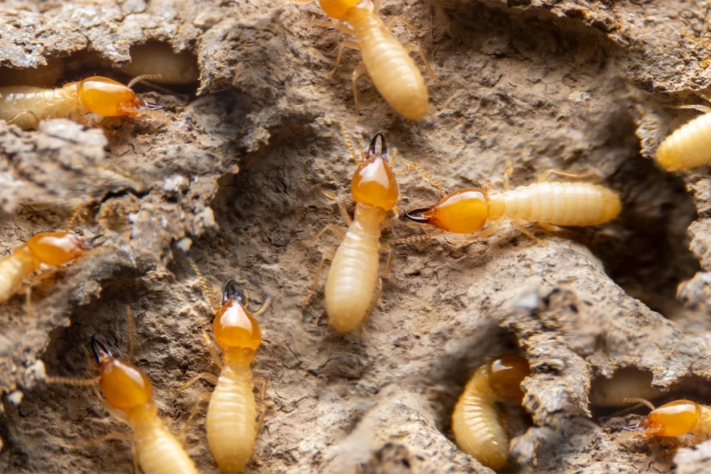 How Much Does Pest Control Cost for Termites