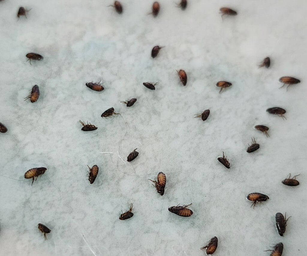 Why fleas return after treatment