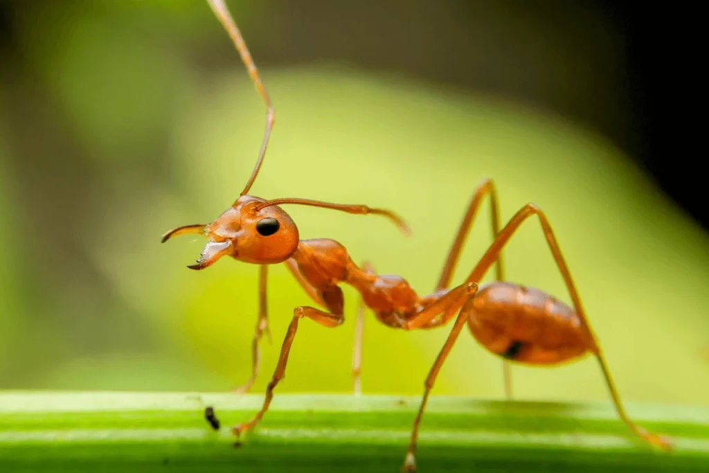Close-up of ant pest on leaf, common household pest treated in Banora Point homes
