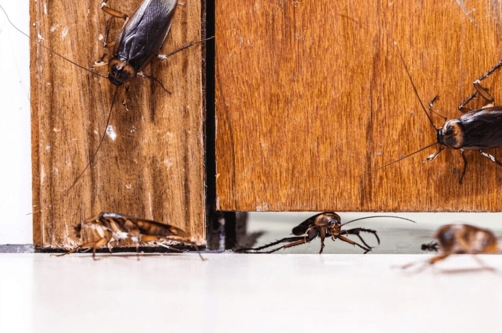 Most Effective Pest Control for Cockroaches