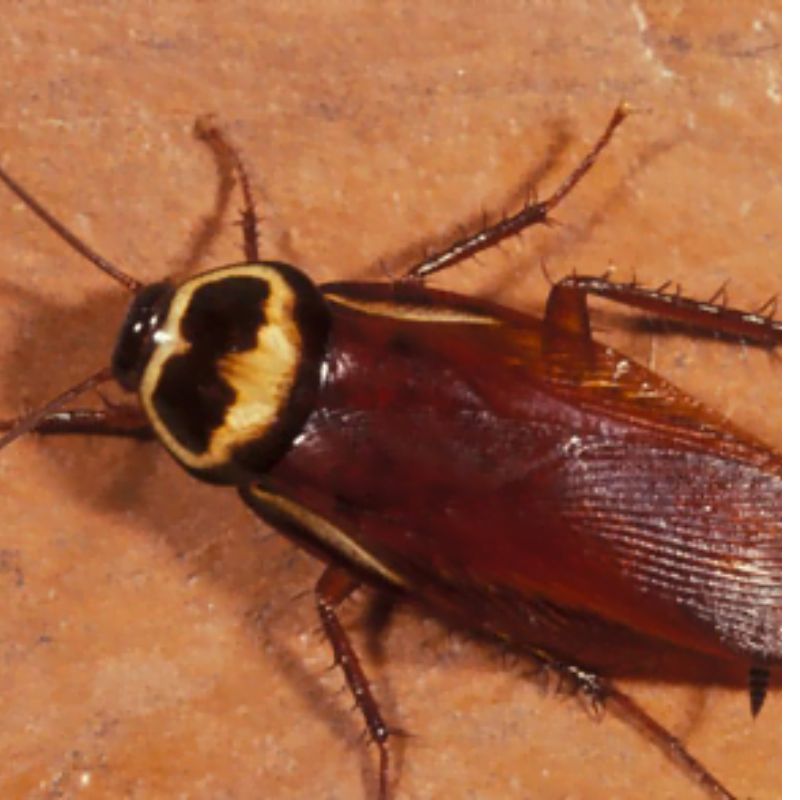 Cockroaches lack ears in the traditional sense