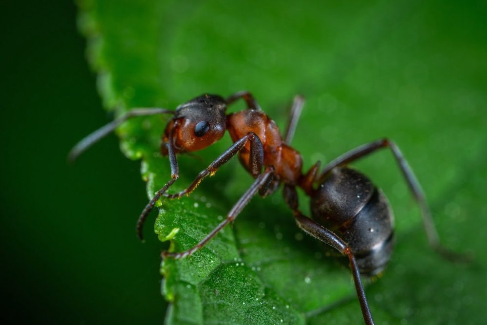 Close-up of a coastal brown ant on a leaf showing the distinct two-tone brown and dark body common in Tweed Coast infestations