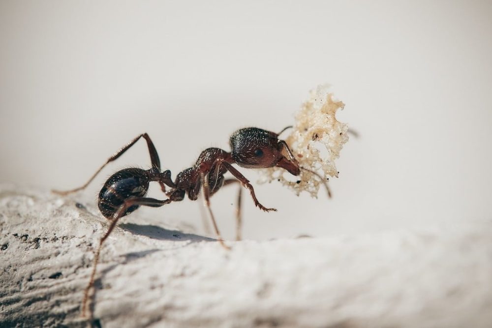 Coastal brown ant carrying food debris back to a soil nest, a common sight near pavers and garden edges in Northern Rivers homes