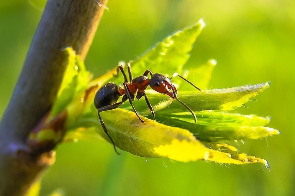 Coastal brown ant worker foraging on garden foliage near a nest site in Banora Point