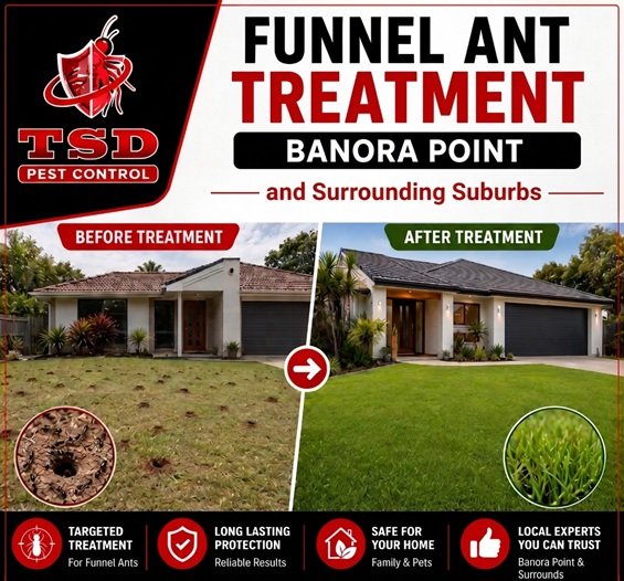 Funnel Ants Treatment for Lawns in Banora Point and Tweed Heads