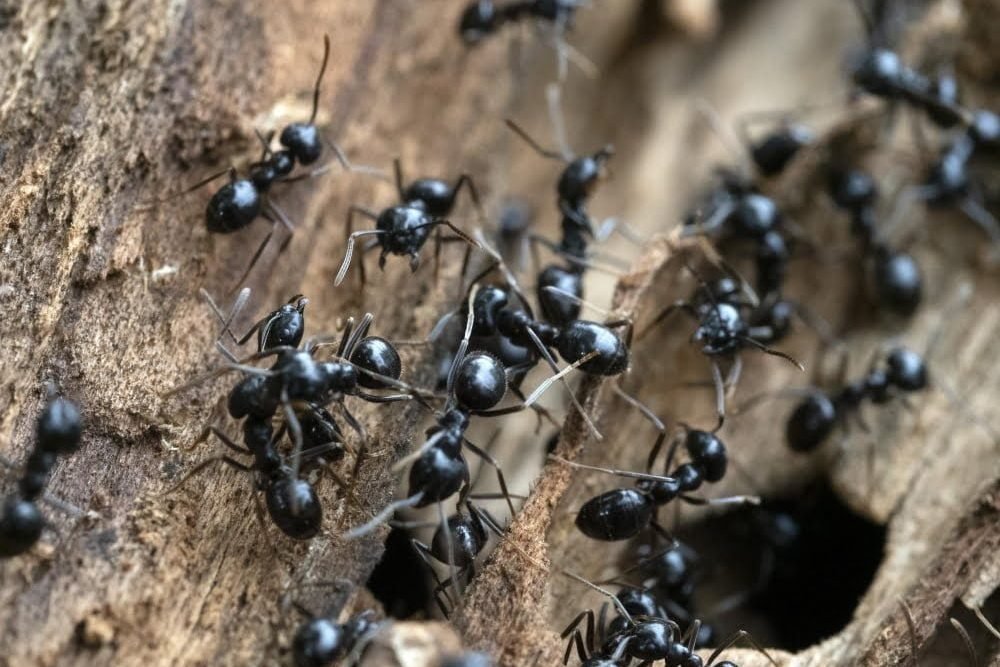 Black Ants Black Ants