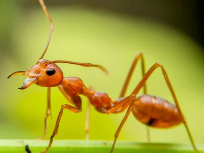 A-01 (1) Commercial Ant pest control services