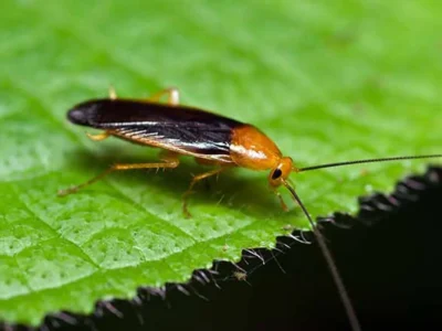 Cockroaches Cockroaches