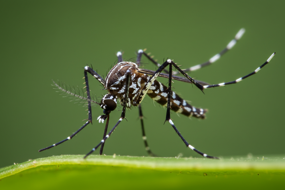 Image_fx – 2025-06-04T165236.652 Close-up of a mosquito on a leaf against a vibrant green background.