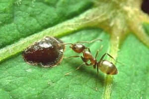 Linepithema_Argentine_ant Argentine ant (Linepithema humile) on a leaf — ant control in Banora Point and Tweed Heads