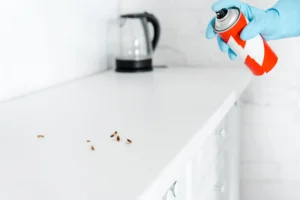 Commercial Pest Control Banora Point Technician spraying ants on a kitchen bench — professional pest control in Banora Point