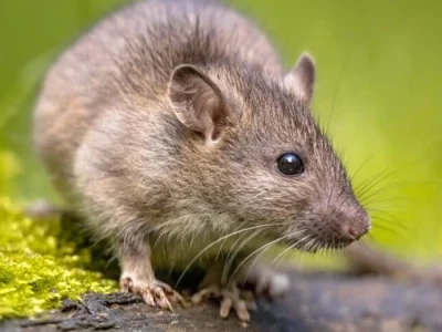 A close-up of a rat on moss, ideal for pest control content.