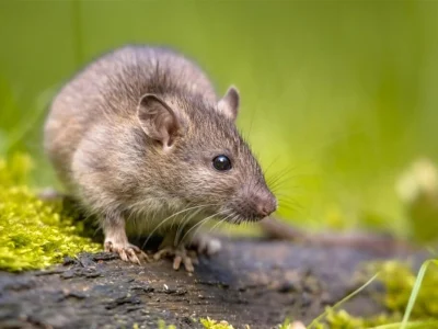pest control and rodent management services Rodent control services