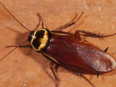 Cockroach on a tile floor highlighting common pest issues in Banora Point.