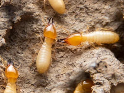Expert termite inspection and treatment services.