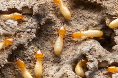 Termites Termite Treatment
