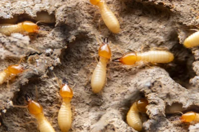 Termites Termite Treatment