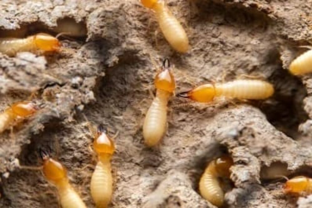 image Termite treatment options explained: bait stations, foam, dusting, barriers.