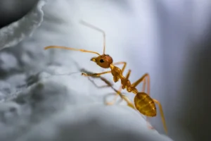 Ants Pest Control Banora Point Close-up of a red ant — ant pest control in Banora Point and Tweed Heads by TSD Pest Control