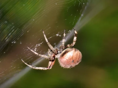 Spider pest control services